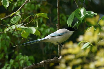 azure winged magpie on the branch