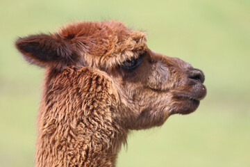 Fototapeta premium Alpaka / Alpaca / Vikugna pacos