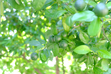 Calamansi fruit blossom on green fresh lemon trees