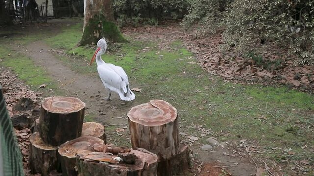 White curly pelican in a nature park.
