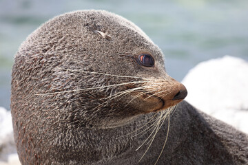 Neuseeländischer Seebär / New Zealand fur seal / Arctocephalus forsteri