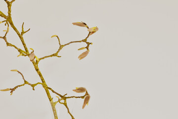 Small magnolia branch with buttons. Magnolia heads on a white background. Spring card 