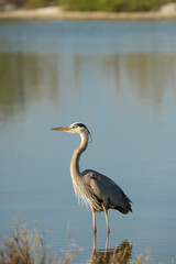 Yellow-crowned night heron wading in blue water.