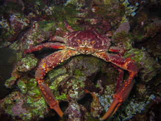 King crab maguimithrax spinosissimus in the Rosario Islands natural national park