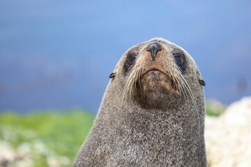 Neuseeländischer Seebär / New Zealand fur seal / Arctocephalus forsteri