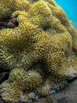 Soft coral Ricordea florida in Tayrona national natural park