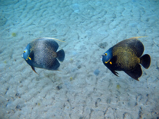 Angelfish Pomacantus paru in Tayrona National Natural Park