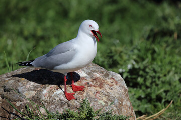 Rotschnabelmöwe / Red-billed gull / Larus scopulinus