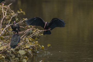 IBIS, ave de color negro y pico largo posada en una rama