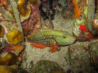 Naklejka na ściany i meble Parrotfish Sparisoma viride in Tayrona National Natural Park