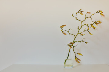 Small magnolia branch with buttons. Magnolia heads on a white background. Spring card	