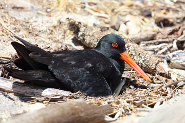 Neuseeländischer Austernfischer / Variable oystercatcher / Haematopus unicolor