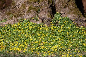 Scharbockskraut  Feigwurz Frühlingsscharbockskraut