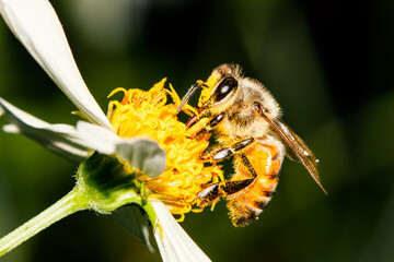 abeja polinizando. polen, macro.