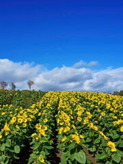 青空バックに咲く晩秋のヒマワリ＠富良野、北海道