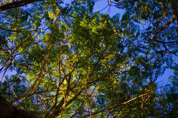 look to the sky