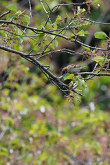 sparrow on the cherry branch
