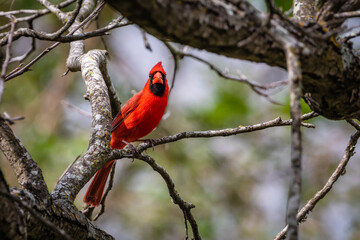 Northern cardinal resting in the tree
