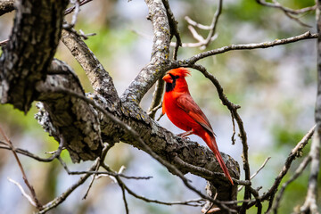 Northern cardinal resting in the tree