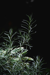 Planta de curry, huerta organica en casa, cultivar tus propios alimentos es posible.