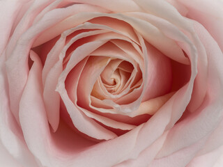 Fototapeta na wymiar Frame filling roset heart of a pink Rose flower