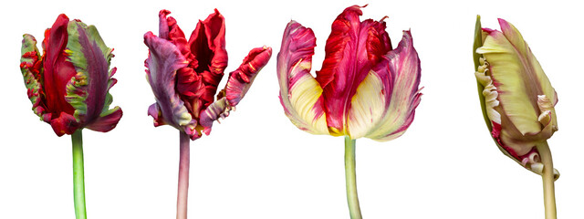Red big dutch parrot tulip flowers. Isolated on white background. © britaseifert