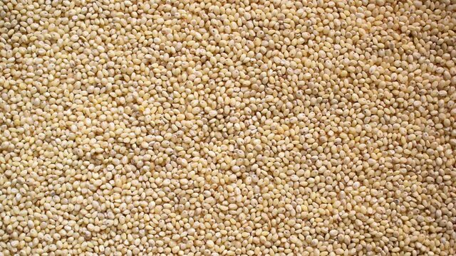 Raw whole dry Proso millet
