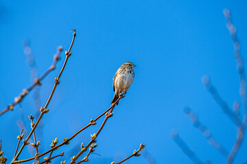 Savannah Sparrow bird on a branch