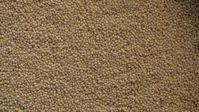 Raw whole dry Proso millet