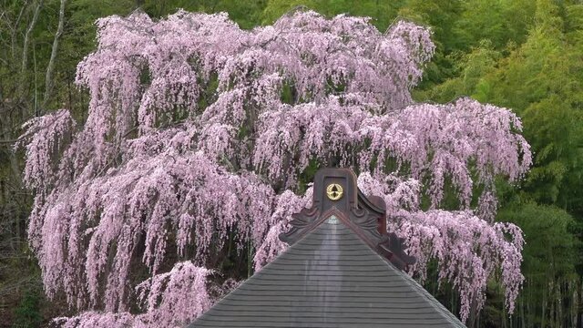 福聚寺のしだれ桜（福島県・三春町）
