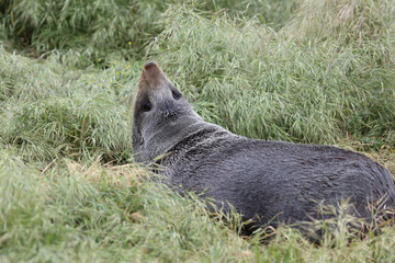 Obraz na płótnie Canvas Neuseeländischer Seebär / New Zealand fur seal / Arctocephalus forsteri