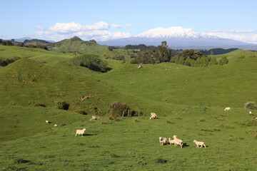 Mount Ruapehu und Mount Ngauruhoe Neuseeland / Mount Ruapehu and Mount Ngauruhoe New Zealand © Ludwig