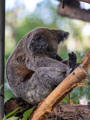 A koala sitting down on the tree branch.