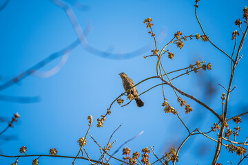 Female Red Winged Blackbird on a branch