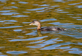 Closeup of a non-breeding Pied-billed grebe swimming by in the Fall season.