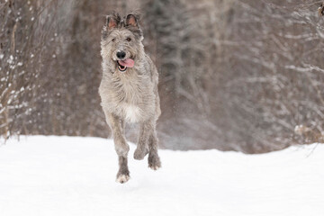 Running dog in the winter
