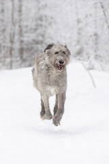 Running dog, through snowy forest. 4 feet in the air