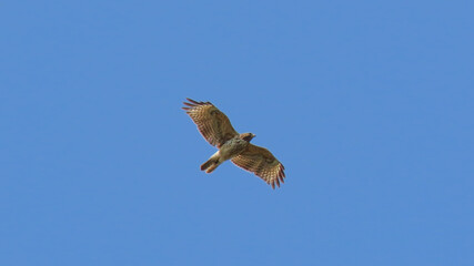 hawk in flight