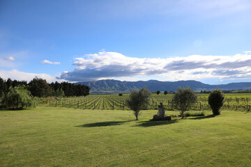 Obraz premium Neuseeland - Weingarten / New Zealand - Vineyard
