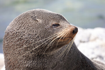 Neuseeländischer Seebär / New Zealand fur seal / Arctocephalus forsteri