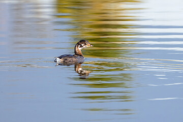 A young Pied-billed grebe swimming in a blue lake with yellow and green reflections.