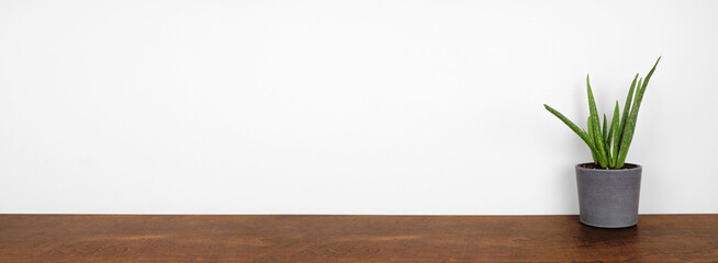 Aloe vera plant in a dark cement pot. Side view on wooden shelf against a white wall. Banner with copy space. © Jenifoto