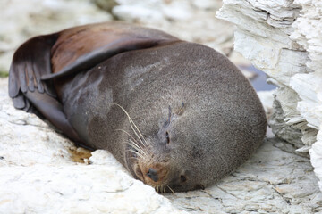 Neuseeländischer Seebär / New Zealand fur seal / Arctocephalus forsteri
