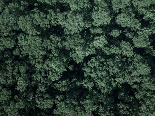 tree tops