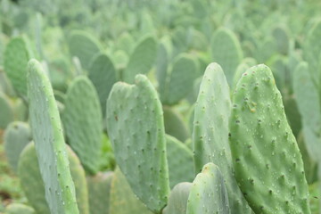 Palmas no nordeste do Brasil