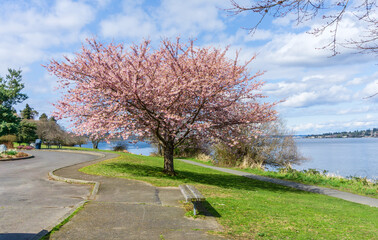 Fototapeta premium Spring Along Washington Lake 4