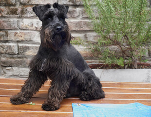 Perro de compañía, raza shnauzer mini, negro, sentado