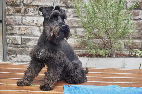 Perro negro, raza shnauzer, en patio, mirada tierna