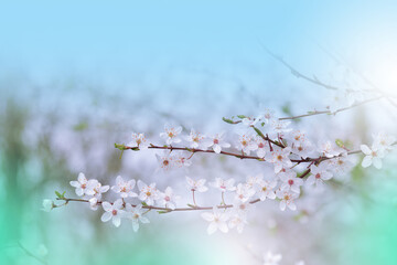 Beautiful Nature Background.Floral Art Design.Abstract Macro Photography.Colorful Flower.Blooming Spring Flowers.Creative Artistic Wallpaper.Celebration,love.Close up View.Happy Holidays.Copy Space.