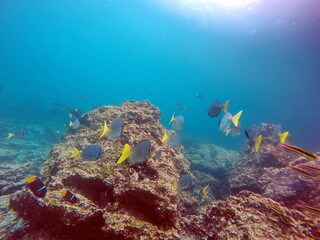 School of surgeon fish off the coast of Rabida Island, Galapagos Islands, Ecuador